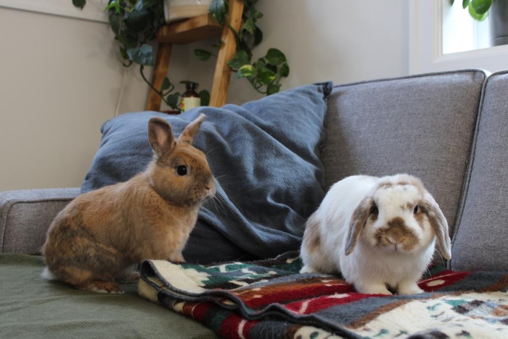Two small rabbits sitting nicely on their owners couch.