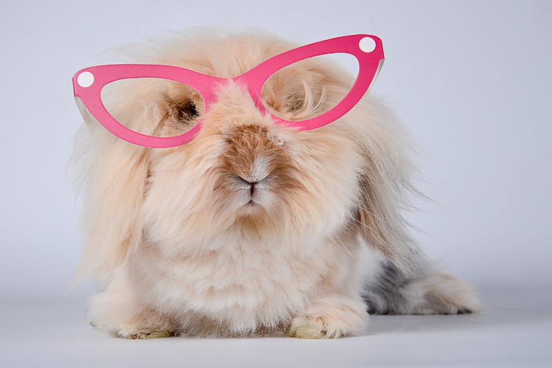 Light tan bunny wearing pink retro glasses