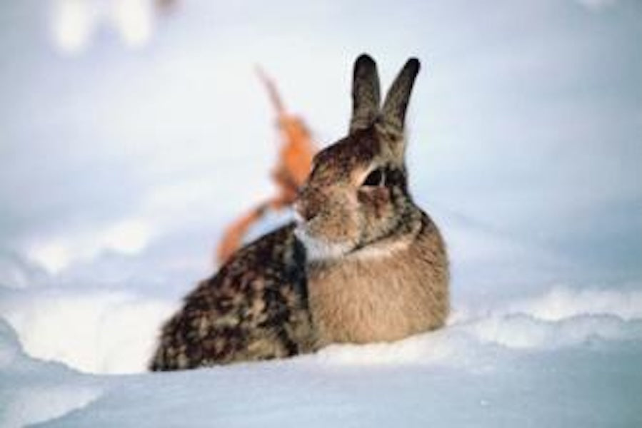 Winter Rabbit Diet: What Do They Eat? – Rabbit Hole Hay