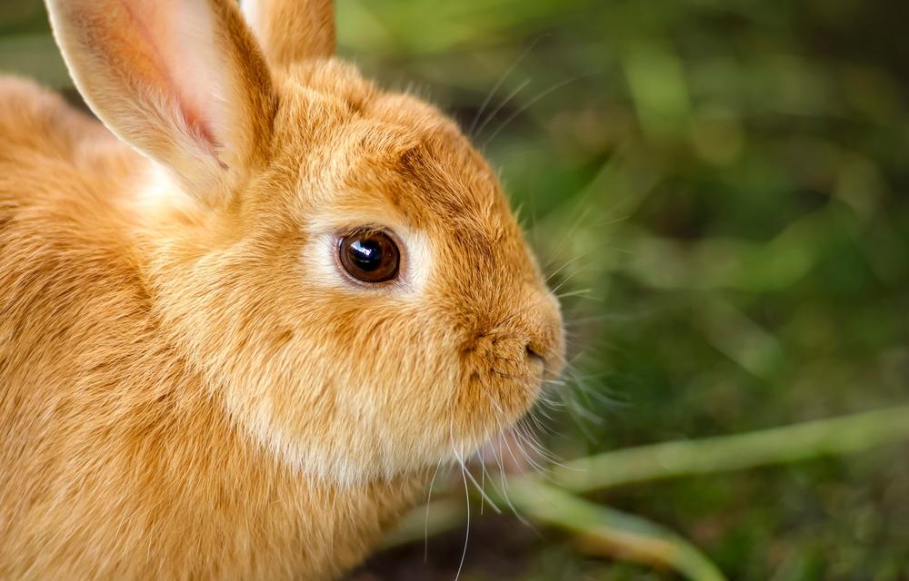 A close up of a small brown rabbit sniffing the air, while green hay sits in the background.