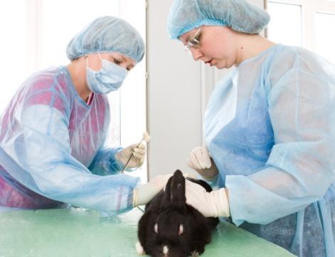 What Is Fly Strike and How Do I Prevent My Rabbit From Getting It ...
