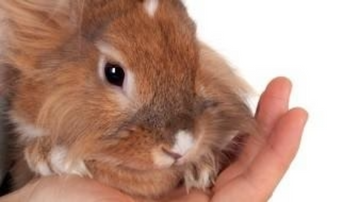 A close-up of a fluffy brown rabbit resting in a person's hand.