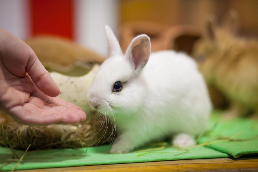 A small white rabbit sniffing their owners hands very cautiously.