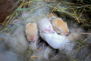 Steps for Successful Wild Baby Rabbit Rescue What To Do If You Find Wild, Newborn Bunnies?