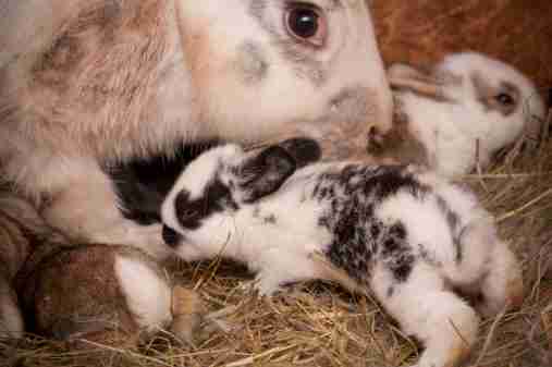 A rabbit mom with her baby kits in their hutch.