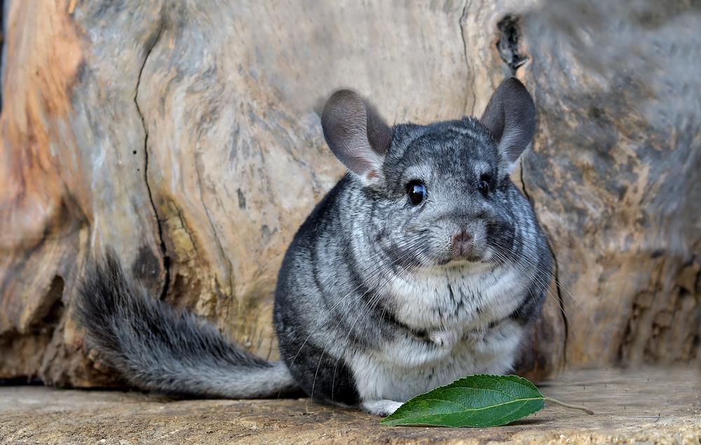 A big, fluffy chinchilla, sitting nicely, posing for a photo.
