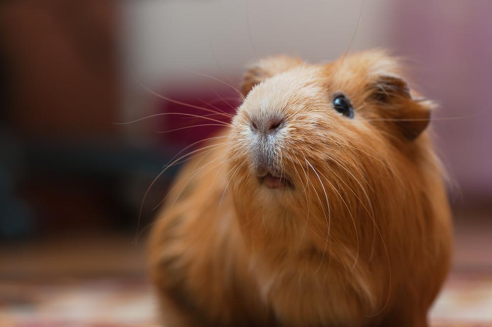 A brown guinea pig sticking his snout in the air, sniffing for delicious hay.