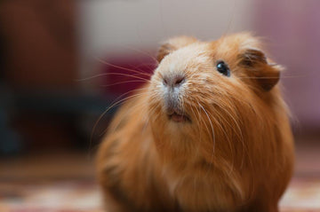 A brown guinea pig sticking his snout in the air, sniffing for delicious hay.