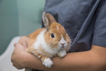 A vet holds a fluffy brown and white rabbit against their chest.
