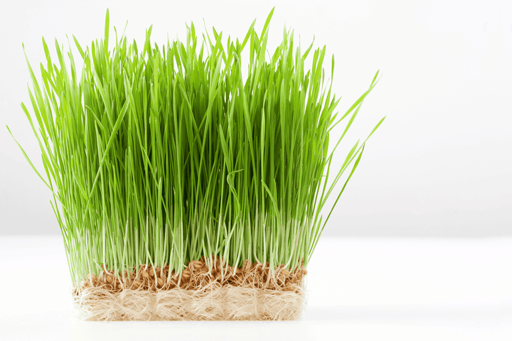 Wheatgrass plant for pet nutrition.