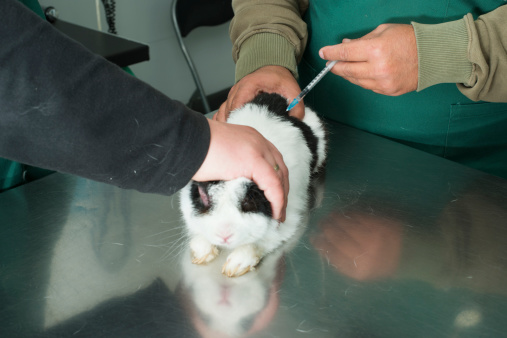 A small balck and white rabbit receiving vaccination care with their trusted vet.