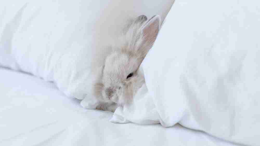A photo of a white rabbit laying in between two white pillows on a soft bed.