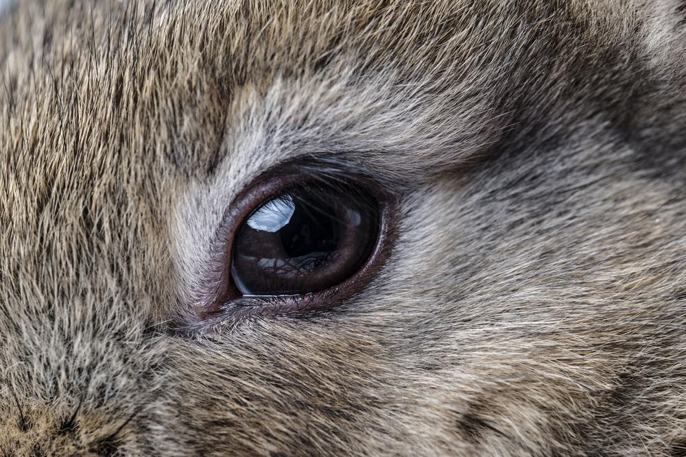Why Do Rabbits Have Different Colored Eyes? – Rabbit Hole Hay