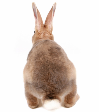 Two rabbits with matted fur near the hindquarters