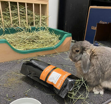 A brown and grey rabbit enjoying making a mess of Coarse Orchard Grass from Rabbit Hole Hay