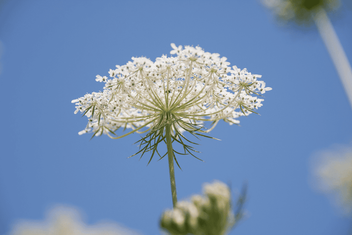 Wild Carrots