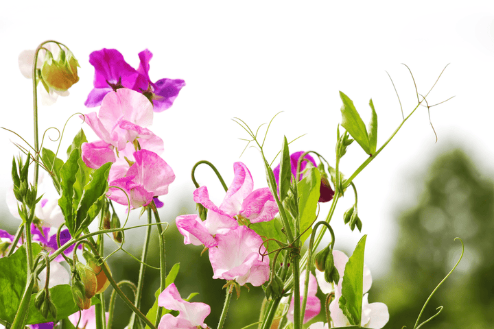 Rabbits should not touch Wild Peas; toxic plant.