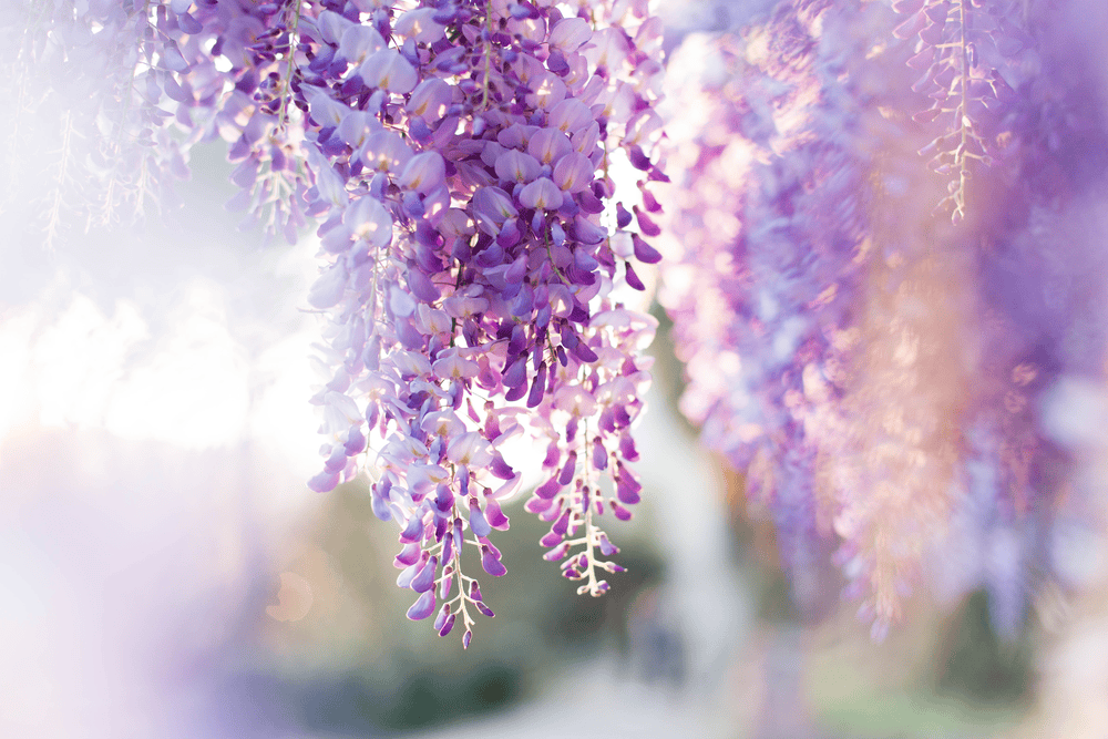 Can a rabbit eat Wisteria? | Rabbit Hole Hay