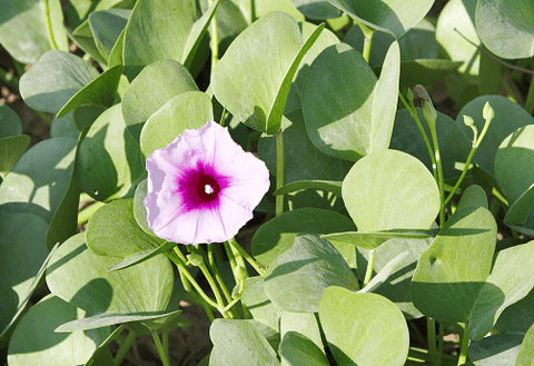 Toxic Woodrose plant with pink flowers.