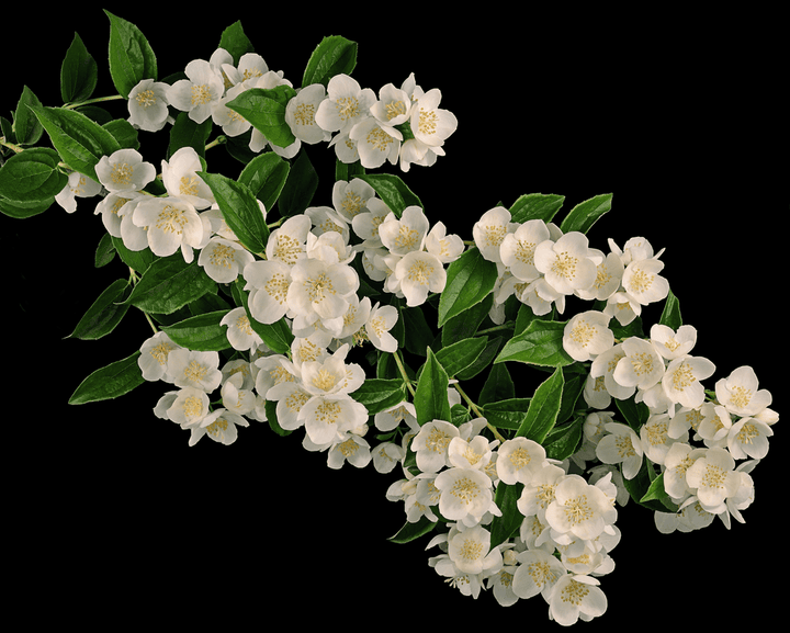 Yellow jasmine plant: Toxic to rabbits.