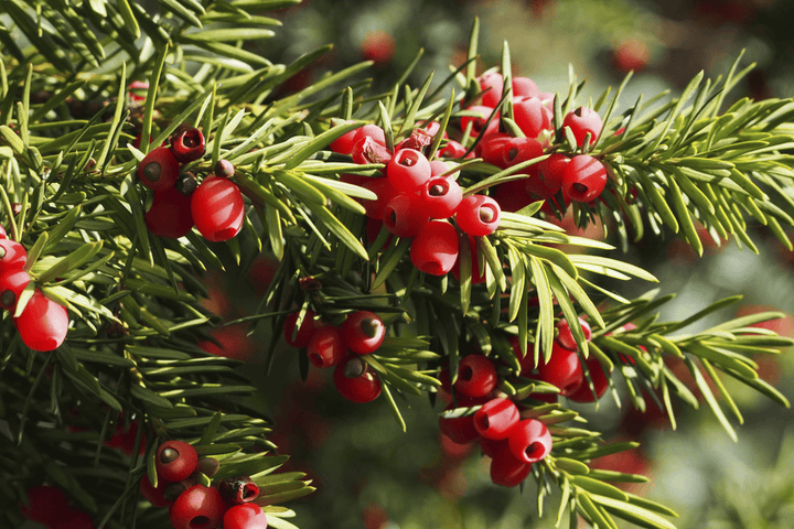 Rabbits should not touch Yew; toxic plant.