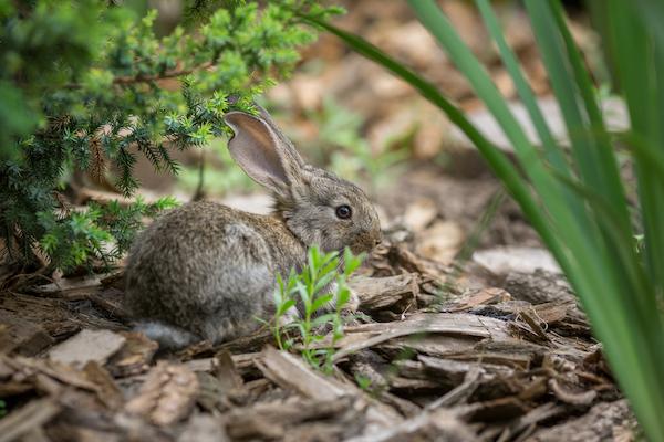 A small wild rabbit in it's natural habitat.