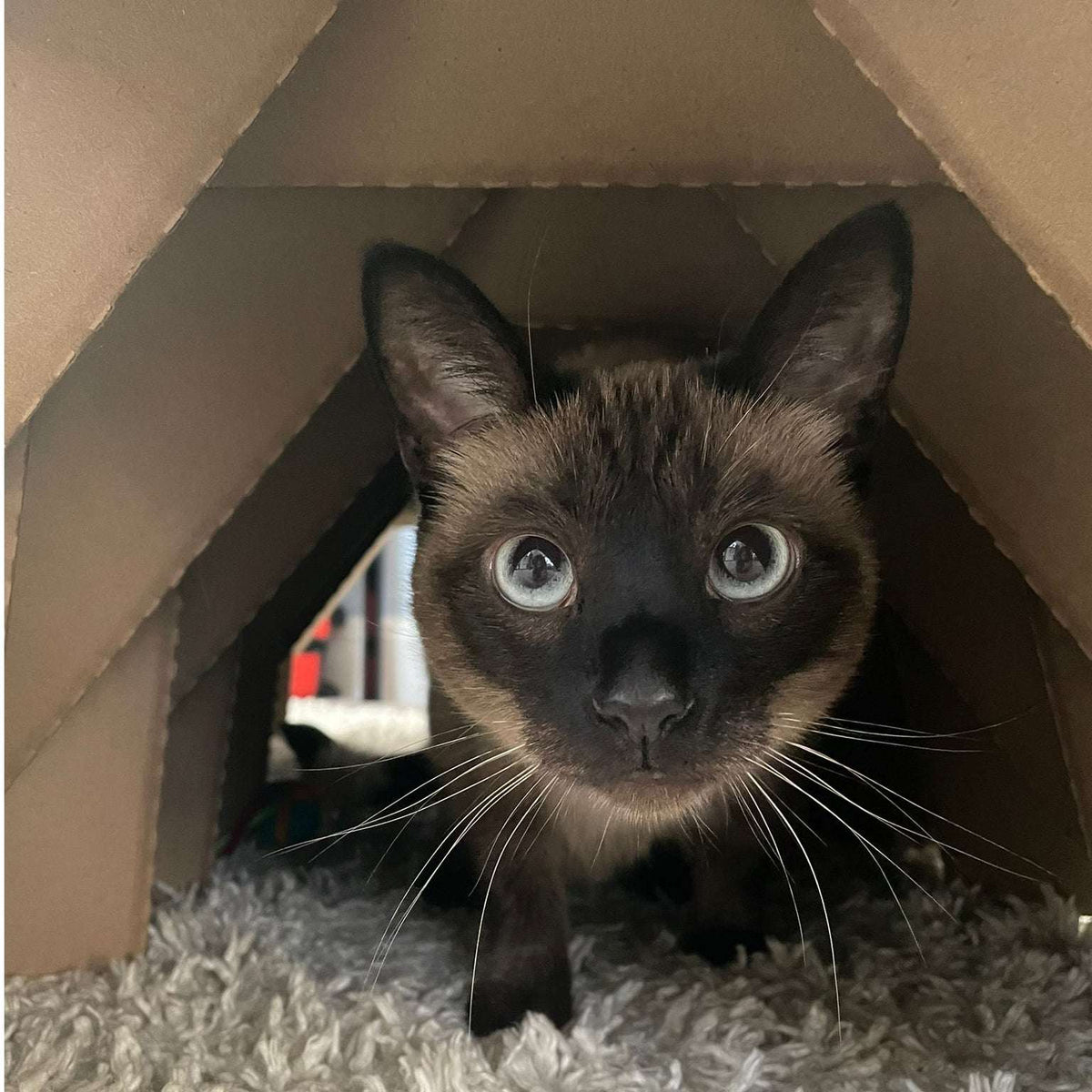 Small pet exploring inside a BinkyBunny Tunnel Haven cardboard tunnel