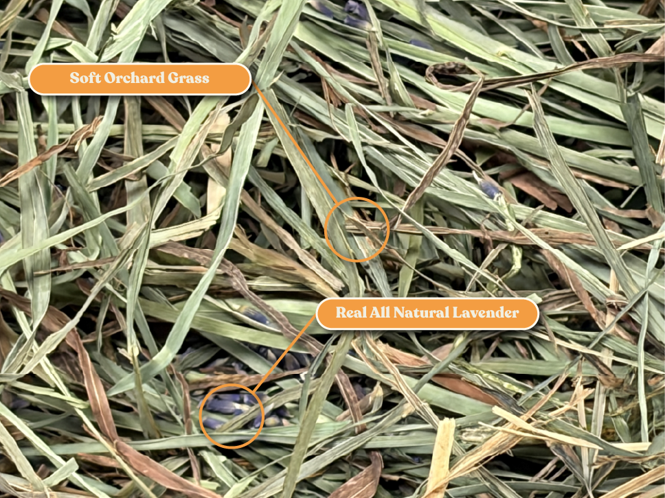 Ultra Premium Lavender Soft Orchard Grass