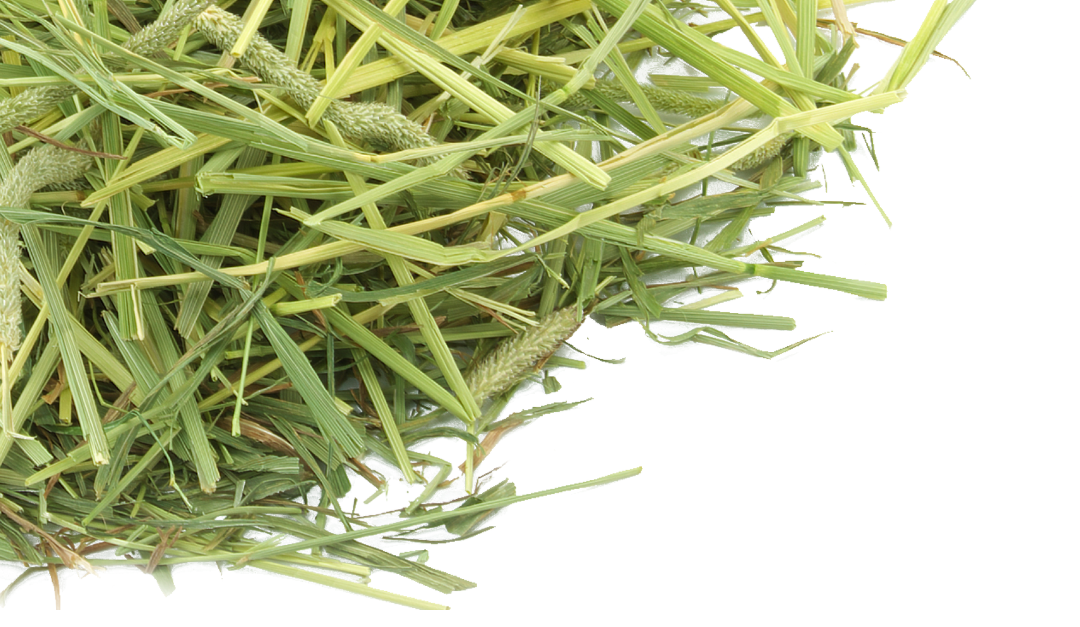 close up of coarse timothy hay