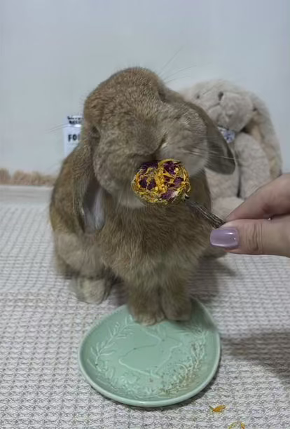 thebunnymnl 1 .heic