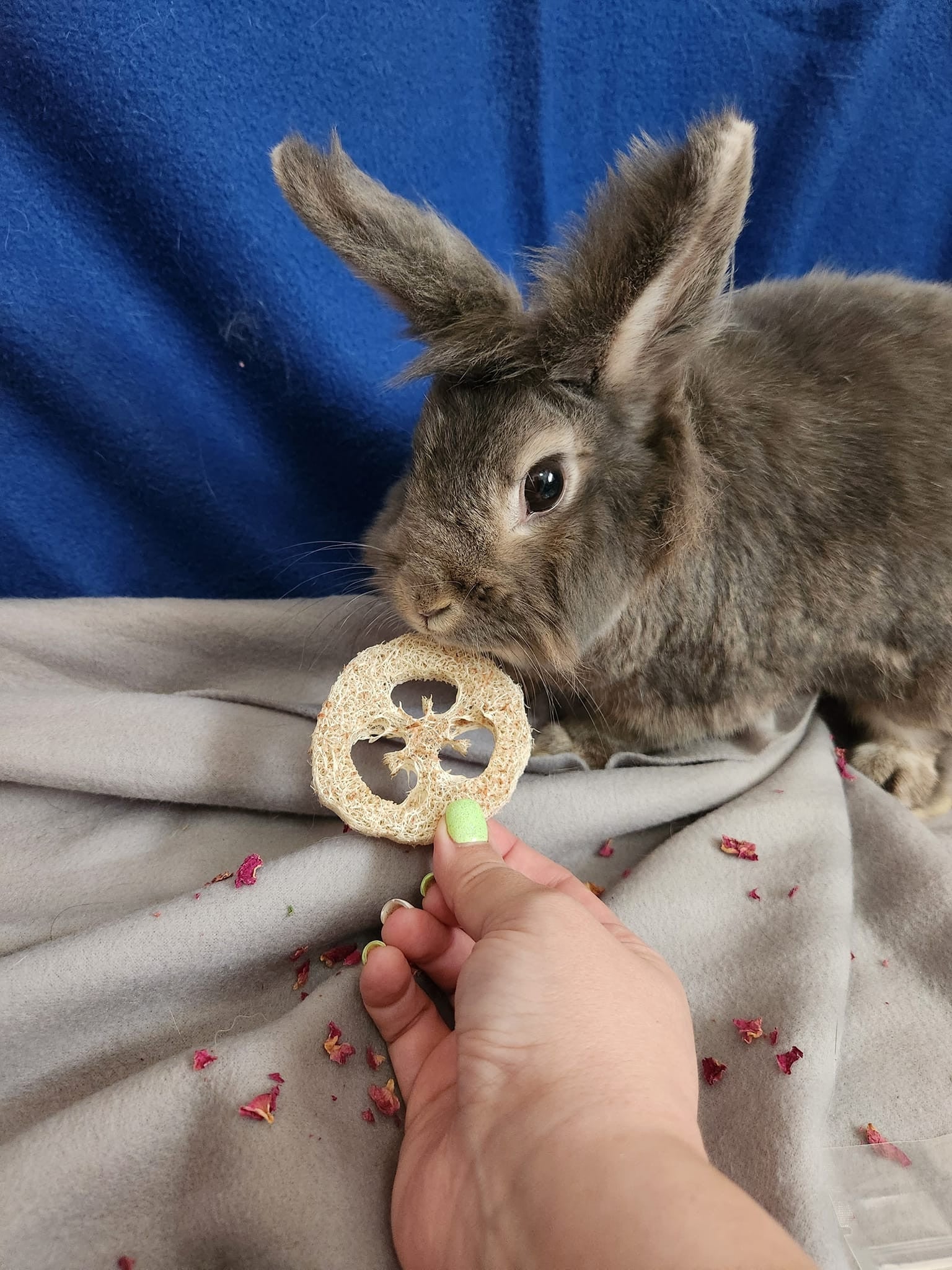 Delilah4.jpg