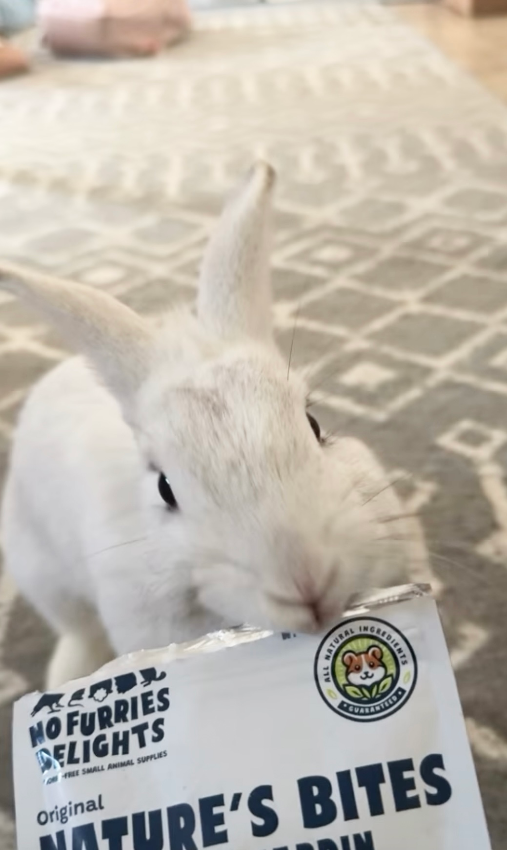 eden the bunny.PNG