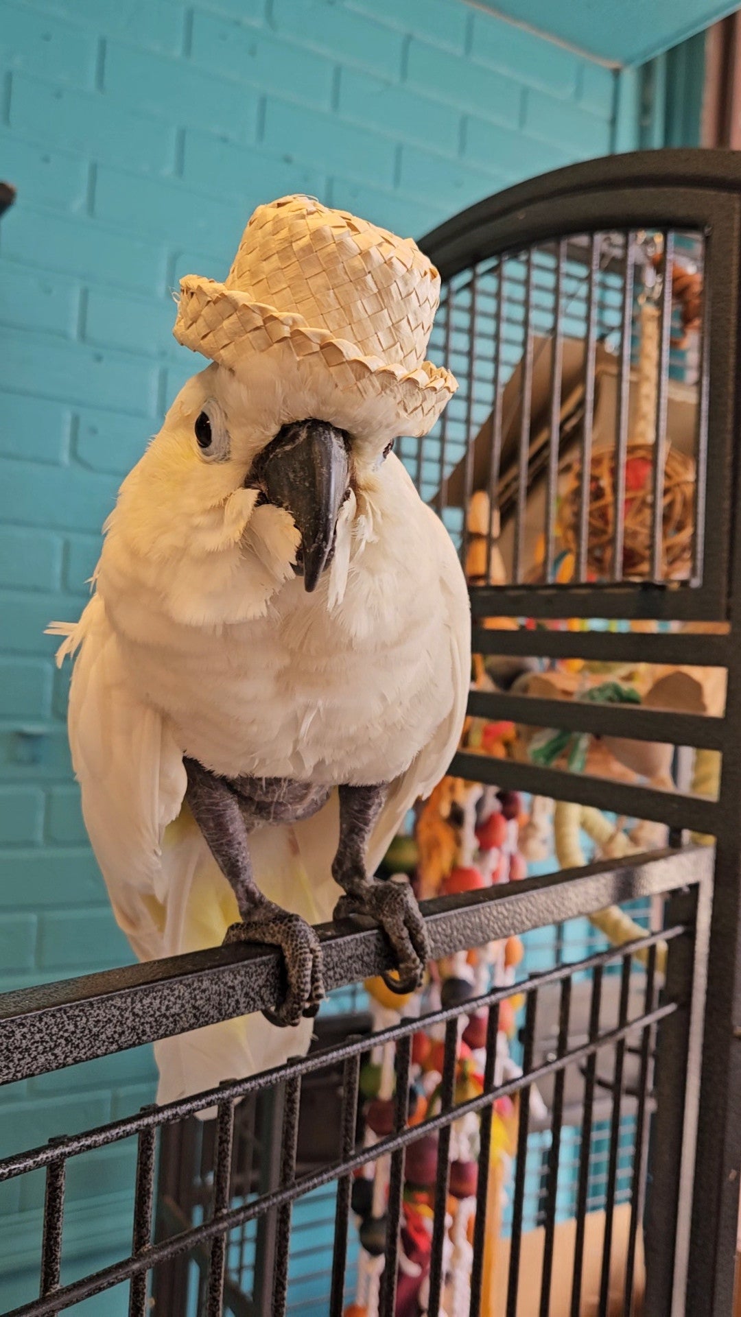cascadia - natural pet suply.jpg