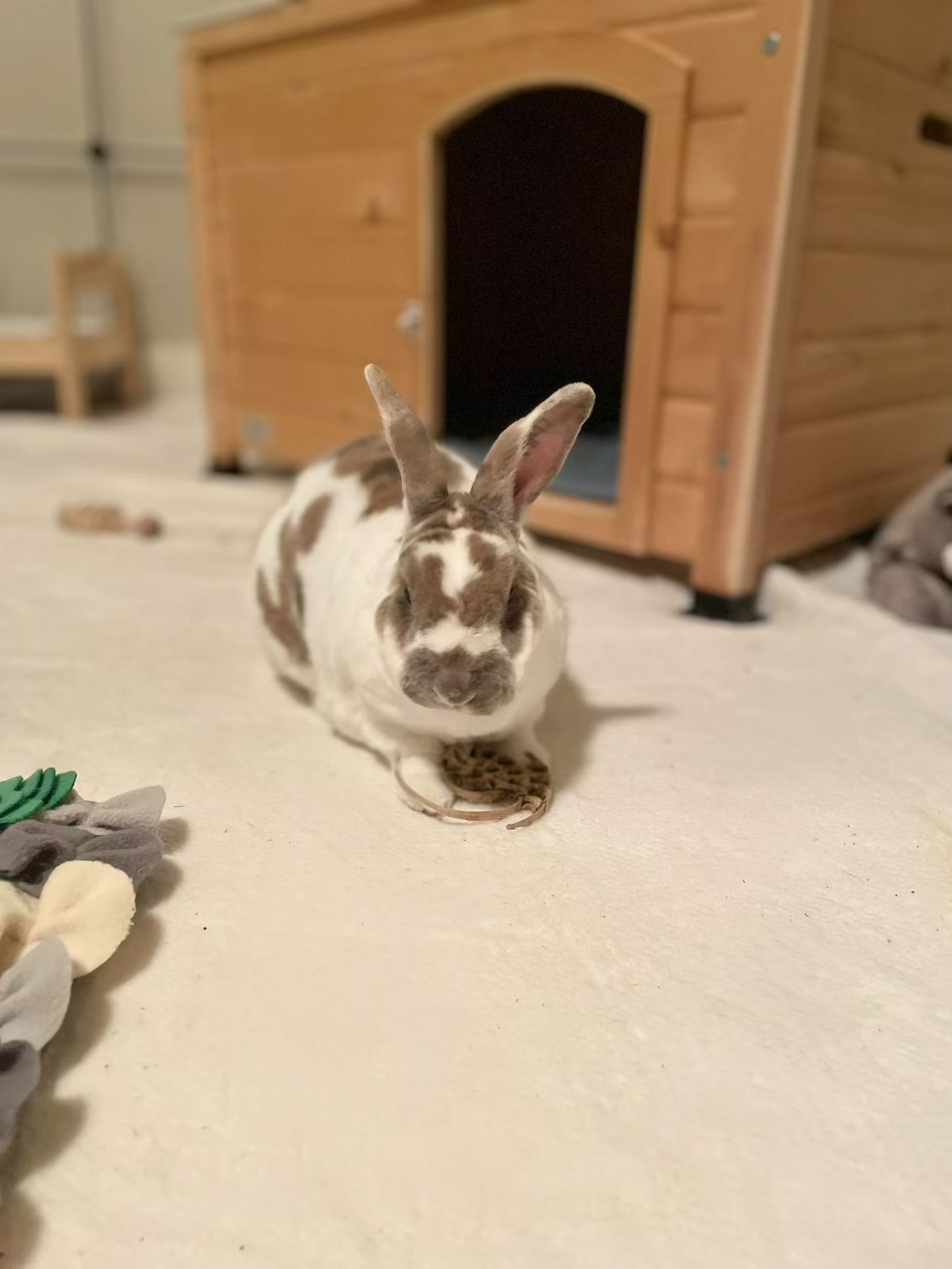bunnies.on.vacation.heic
