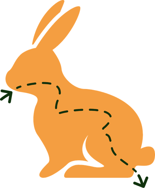 Rabbit Digestive System graphic