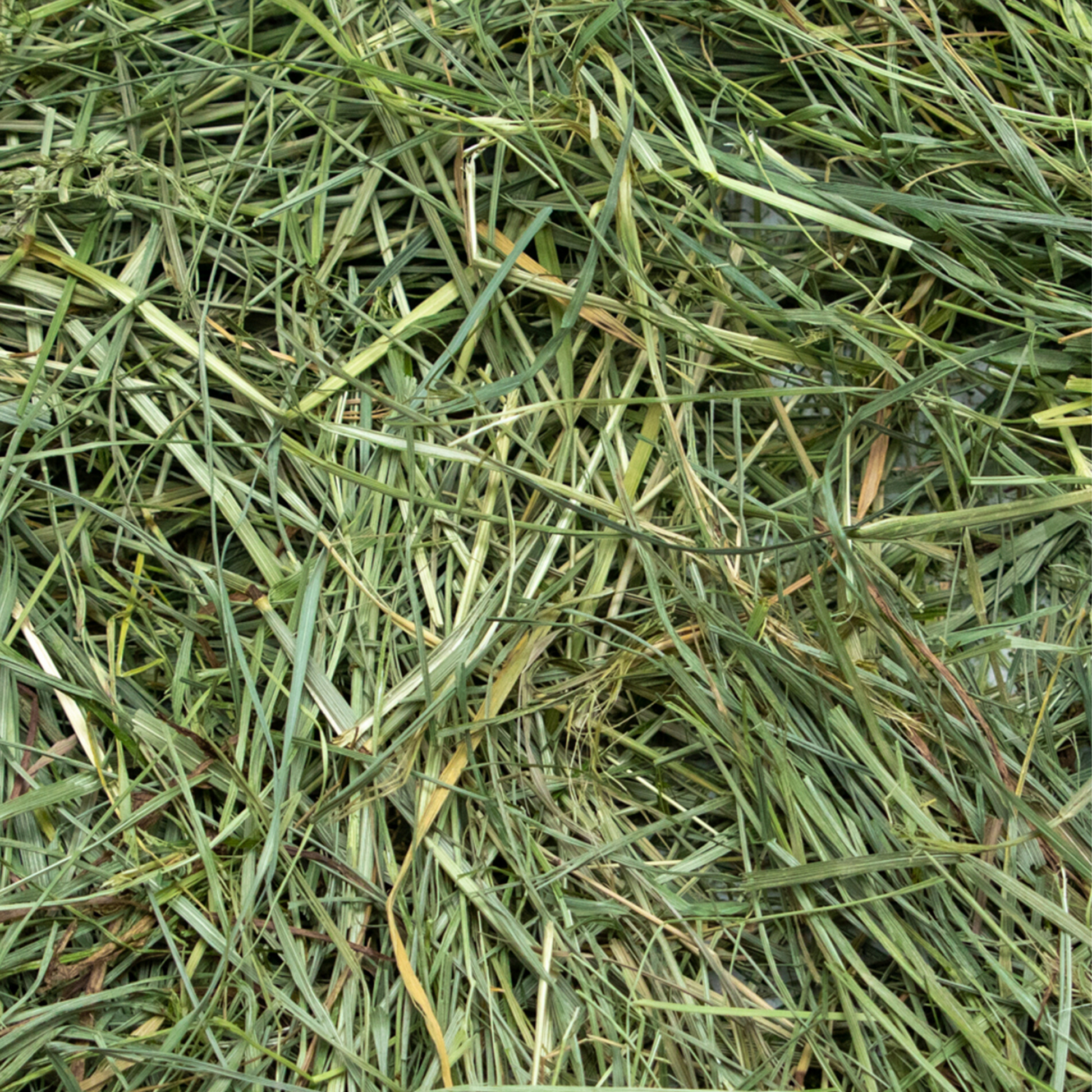Ultra Premium Mountain Grass - Close Up