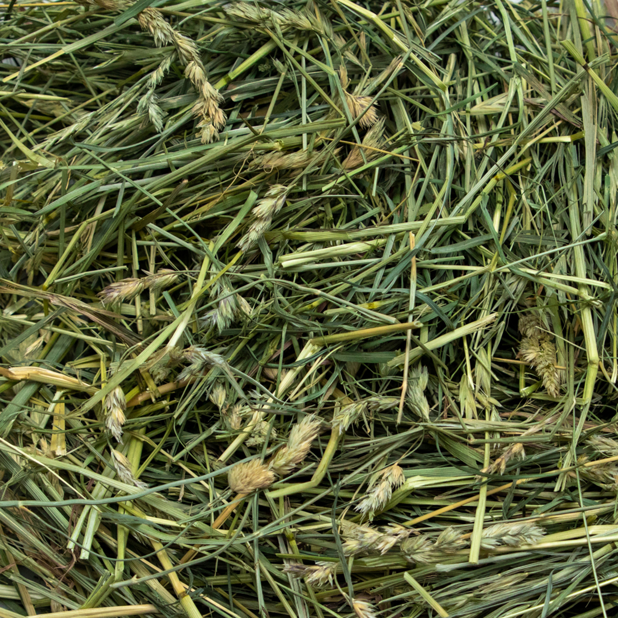 Ultra Premium Coarse Orchard Grass - Close Up