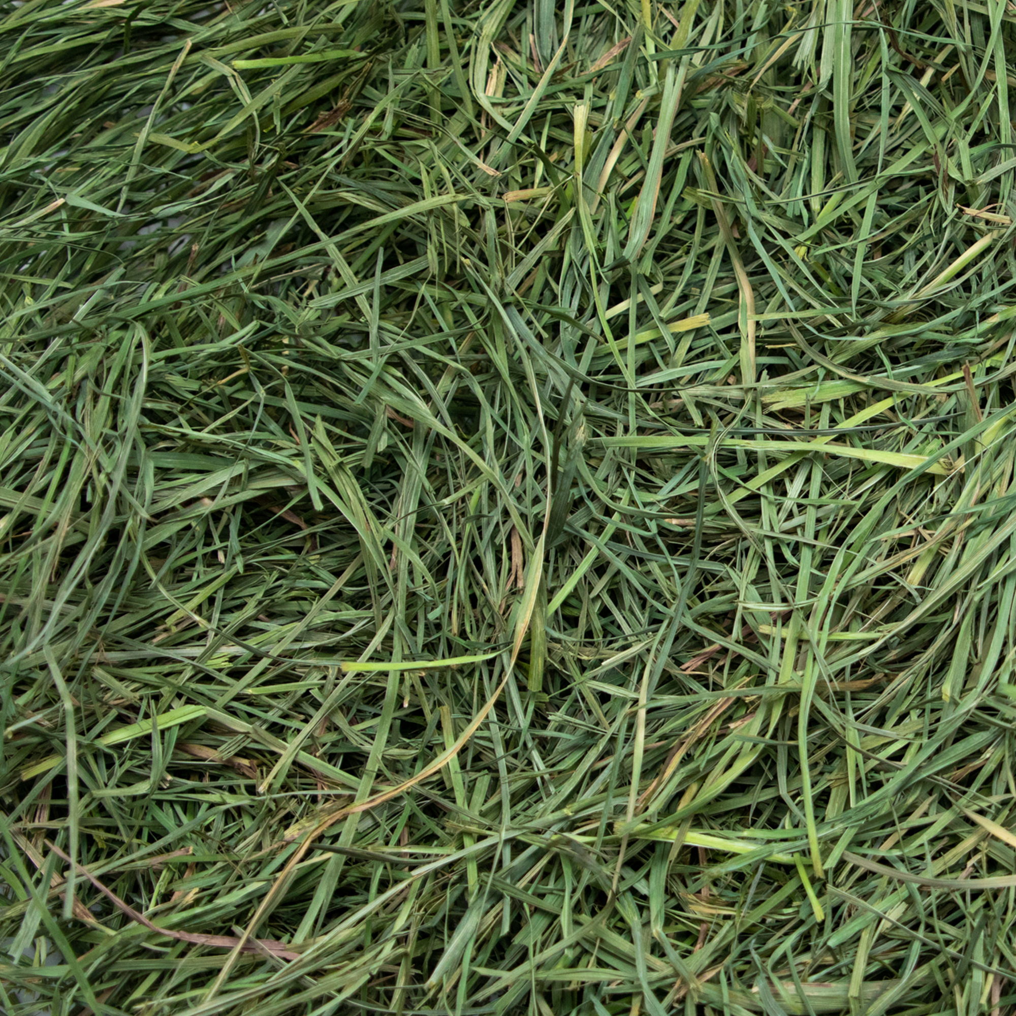 Ultra Premium Soft Orchard Grass - Close Up