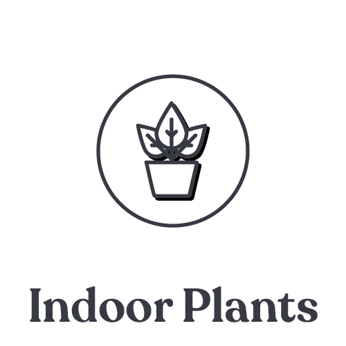 Indoor Plants