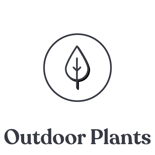 Outdoor Plants